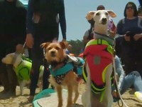 Cuộc thi lướt sóng… dành cho chó