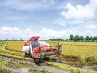 Hiệu quả từ liên kết trong sản xuất lúa gạo