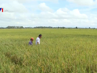 Sản xuất lúa gạo theo mô hình 'Ruộng nhà mình'
