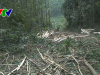 Phát hiện vụ khai thác rừng trái phép ở Phú Ninh, Quảng Nam
