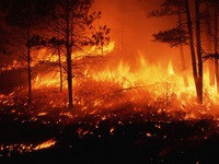 Mỹ: Người dân bang Wyoming sơ tán khẩn cấp do cháy rừng