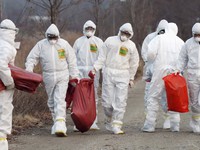 Nhật Bản tiêu hủy 91.000 con gà, ngăn cúm gia cầm lây lan