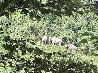 Nỗ lực bảo vệ đàn voi hoang dã ở tỉnh Quảng Nam