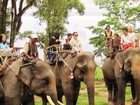 60.000 USD để bảo tồn voi ở Đắk Lắk