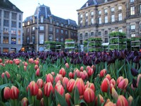 Hàng nghìn bông hoa rực rỡ sắc màu trong Ngày Quốc gia Hoa tulip ở Hà Lan