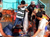 Cá ngừ được mùa, hàng nghìn ngư dân Nam Trung bộ ăn Tết trên biển