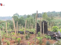 Tây Nguyên: Đất rừng bị lấn chiếm để trồng cây công nghiệp