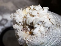 Serious food shortage, Syrians eat mushrooms to survive