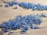 Australia đóng cửa nhiều bãi biển vì sứa cực độc