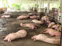 Lâm Đồng thiệt hại gần 160 tỷ đồng do dịch tả lợn châu Phi
