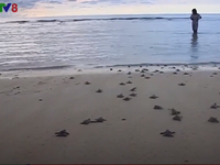 Đà Nẵng: Hội nghị về bảo tồn rùa biền