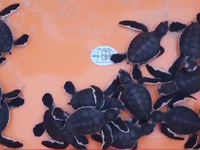 Bảo tồn rùa biển