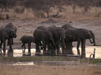 55 con voi chết đói ở Zimbabwe do hạn hán kỷ lục