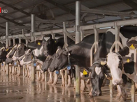 Xuất khẩu sữa chính ngạch sang Trung Quốc: Cơ hội đi kèm với thách thức