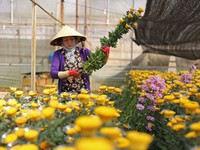 Sức sống của hoa và nghề trồng hoa ở Đà Lạt