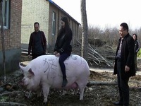 Khan hiếm thịt, Trung Quốc quyết nhân giống lợn “siêu to khổng lồ”