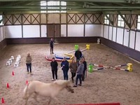 Pháp: Các công sở dùng ngựa tạo động lực làm việc