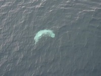 Nga thả cá voi trắng cuối cùng khỏi 'nhà tù' khét tiếng