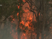 Nguy cơ ô nhiễm nguồn nước do tàn tro cháy rừng ở Australia