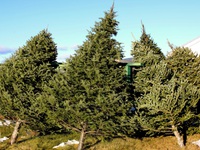 Thiếu hụt nguồn cung cây thông Noel tại Mỹ