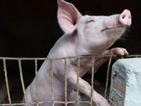 Dịch tả lợn châu Phi bắt đầu bùng phát tại Indonesia