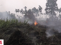 Cháy rừng thiêu rụi diện tích hơn 1,6 triệu ha đất rừng tại Indonesia