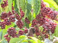 Giá cà phê có xu hướng tăng do lo ngại thiếu hụt nguồn cung
