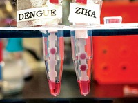 Trẻ em bị sốt xuất huyết có thể miễn dịch với virus Zika
