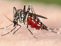 Làm gì để phòng chống bệnh sốt rét?