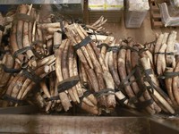 Uganda phát hiện 750 ngà voi, bắt giữ 2 người Việt