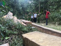 Phát hiện bãi tập kết gỗ lậu lớn giữa tỉnh Đắk Lắk và Khánh Hòa