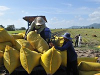 Nhiều doanh nghiệp tại An Giang bắt đầu thu mua lúa tạm trữ