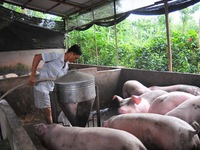 Giá lợn hơi giảm mạnh sau khi dịch tả lợn châu Phi lan sang 13 tỉnh
