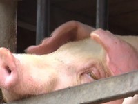 Hậu Giang: Huyện Châu Thành chính thức công bố dịch tả lợn châu Phi
