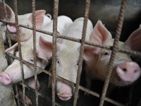 CH Czech - Nước đầu tiên trong EU khống chế thành công dịch tả lợn châu Phi