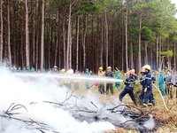 Tây Nguyên và Nam Bộ đứng trước nguy cơ cao xảy ra cháy rừng