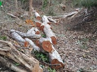 Gia Lai: Khởi tố vụ án phá gần 5 ha rừng tại huyện Ia Grai