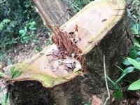 Phát hiện vụ phá rừng nghiêm trọng tại Quảng Bình