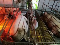 Bộ NN-PTNT kiểm tra công tác ngăn chặn dịch tả lợn châu Phi tại Hải Phòng