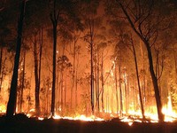 Nắng nóng kỷ lục khiến cháy rừng tại Australia diễn biến phức tạp