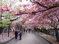 Hoa anh đào - “Mỏ vàng” cho nền kinh tế Nhật Bản