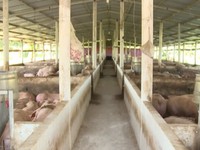Việt Nam nghiên cứu kit phát hiện nhanh dịch tả lợn châu Phi