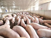 Xây dựng sàn giao dịch ngành hàng thịt lợn