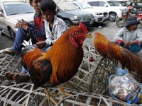 Cúm gia cầm chủng H5N6 bùng phát tại Campuchia