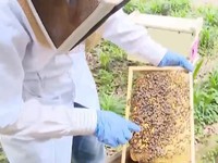Mục sở thị quá trình nuôi ong lấy mật
