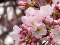 Rực rỡ mùa hoa anh đào tại Washington D.C (Mỹ)