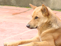 Vụ bé 7 tuổi tử vong vì bị đàn chó tấn công: Mối nguy hiểm của tập quán nuôi chó thả rông