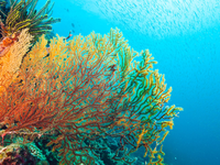 Rạn san hô lớn nhất thế giới bị ảnh hưởng nặng nề bởi biến đổi khí hậu