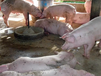 Bùng phát dịch tả lợn châu Phi tại Campuchia