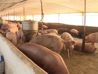 Thịt lợn tăng giá trở lại sau khi 3 tỉnh công bố hết dịch